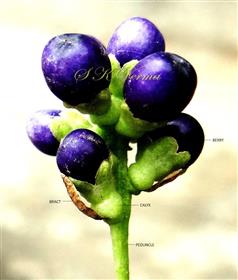  Fruits with bracts and persistent calyx